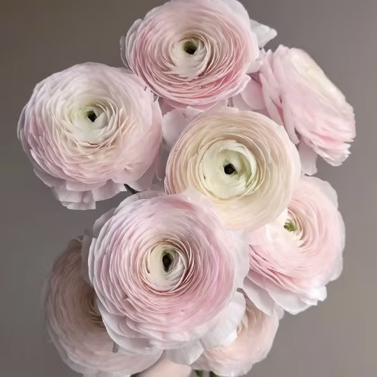 Peonía Buttercup: Integre elegancia y lujo en una sola.