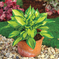 Colored Hulk Hosta