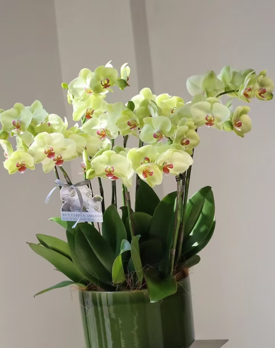 Semillas de Phalaenopsis