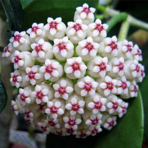 Egrow 20 unidades/paquete de semillas de Hoya, semillas en maceta, semillas de flores de Hoya Carnosa, plantas de jardín