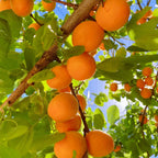 Apricot Seeds