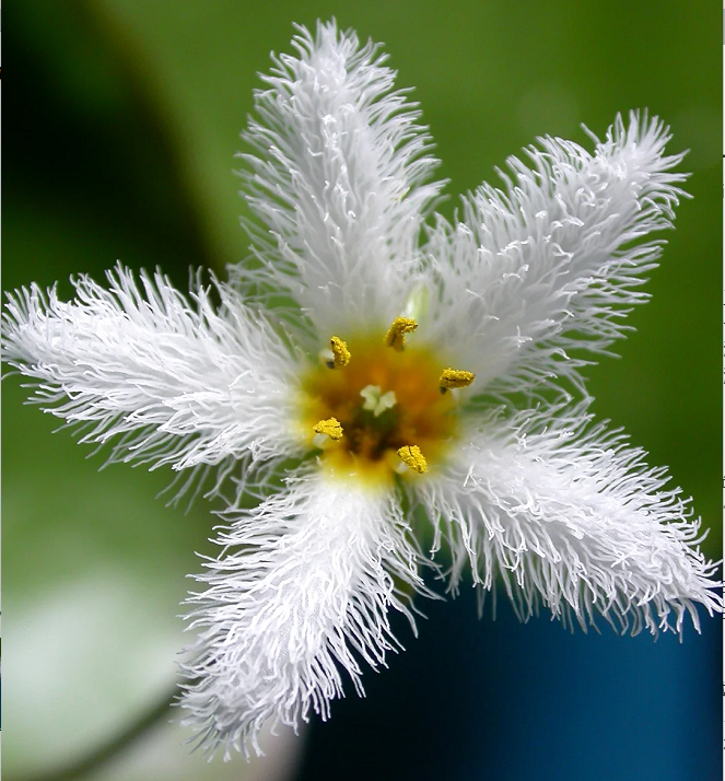 Plantas hidropónicas Copo de Nieve