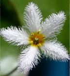 Plantas hidropónicas Copo de Nieve