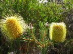 Banksia plateada de Teasel