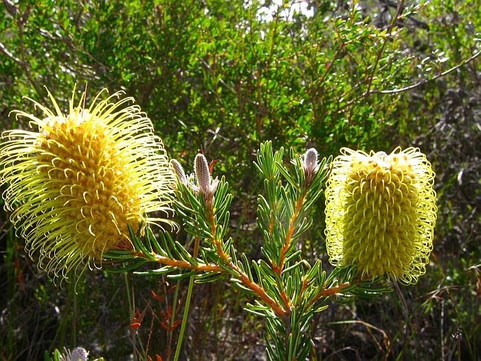 Banksia plateada de Teasel