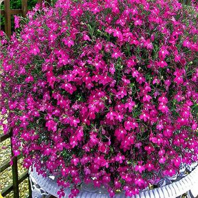 Semillas de Lobelia - Una de las mejores plantas para bordes