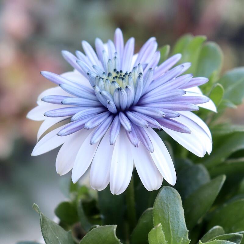 Semillas de caléndula 'Sky Blue Misty Rain'