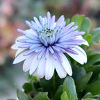 Semillas de caléndula 'Sky Blue Misty Rain'