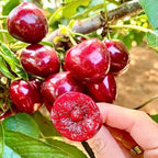 🍒Rainier Cherry Fruit Seeds(🌿99% Germination)