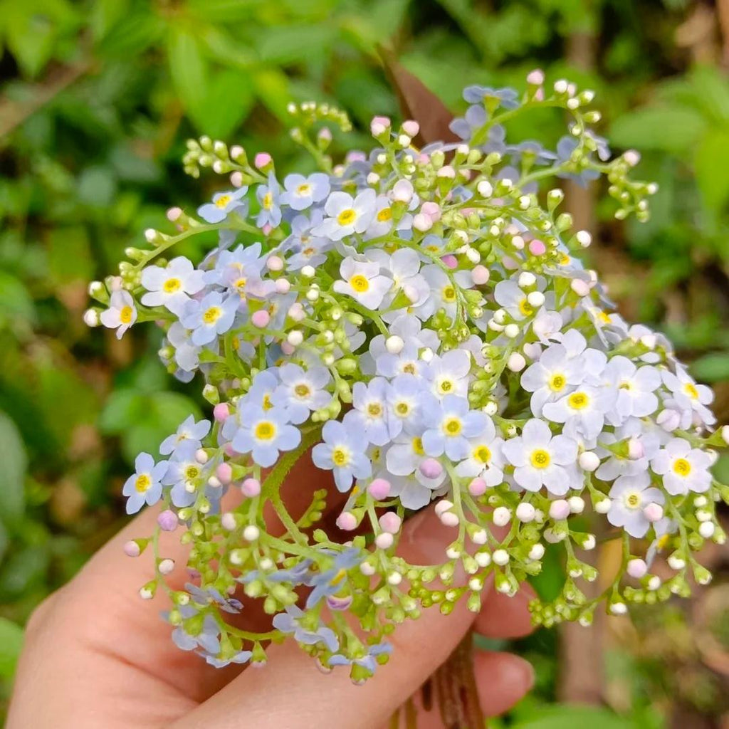 💐Escutelaria Emei