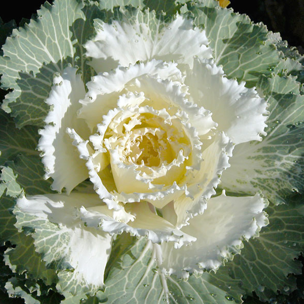 Semillas de col rizada blanca crema