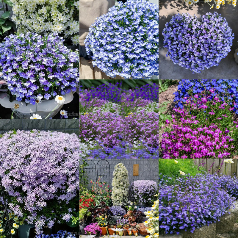 🌈Planta Tapizante Óptima✨Semillas de Lobelia Erinus Rastrera