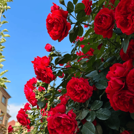Promoción de primavera 49% DE DESCUENTO - 🌱Semillas de rosal trepador