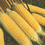 Sweet Corn Moonshine F1