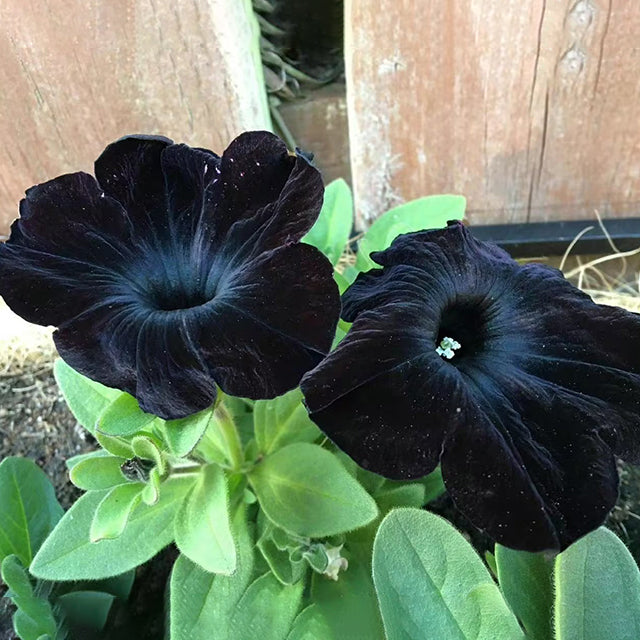 Semillas de petunia Black Velvet