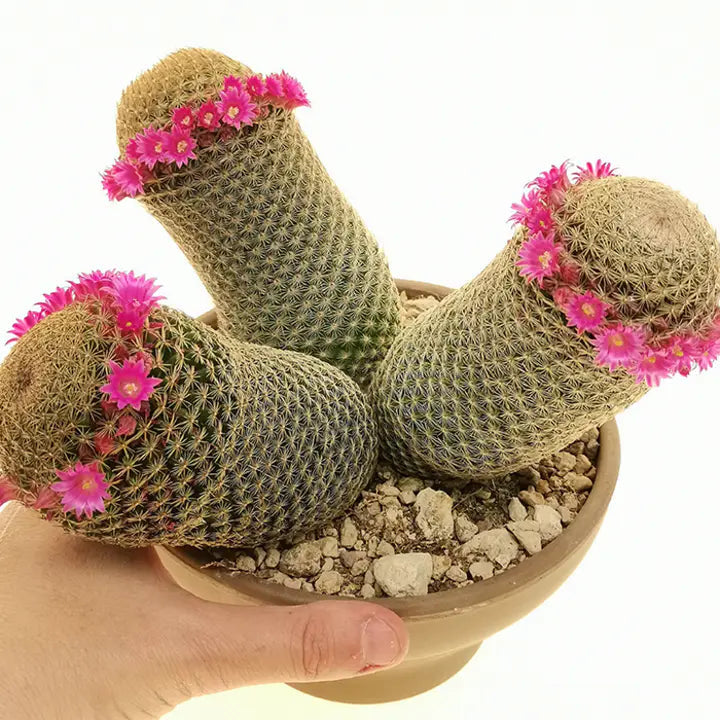 Las semillas de la planta de flor de cactus Mammillaria Matudae