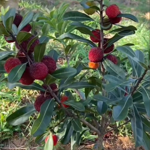 🍒 Semillas de Arrayán Perla Negra Gigante