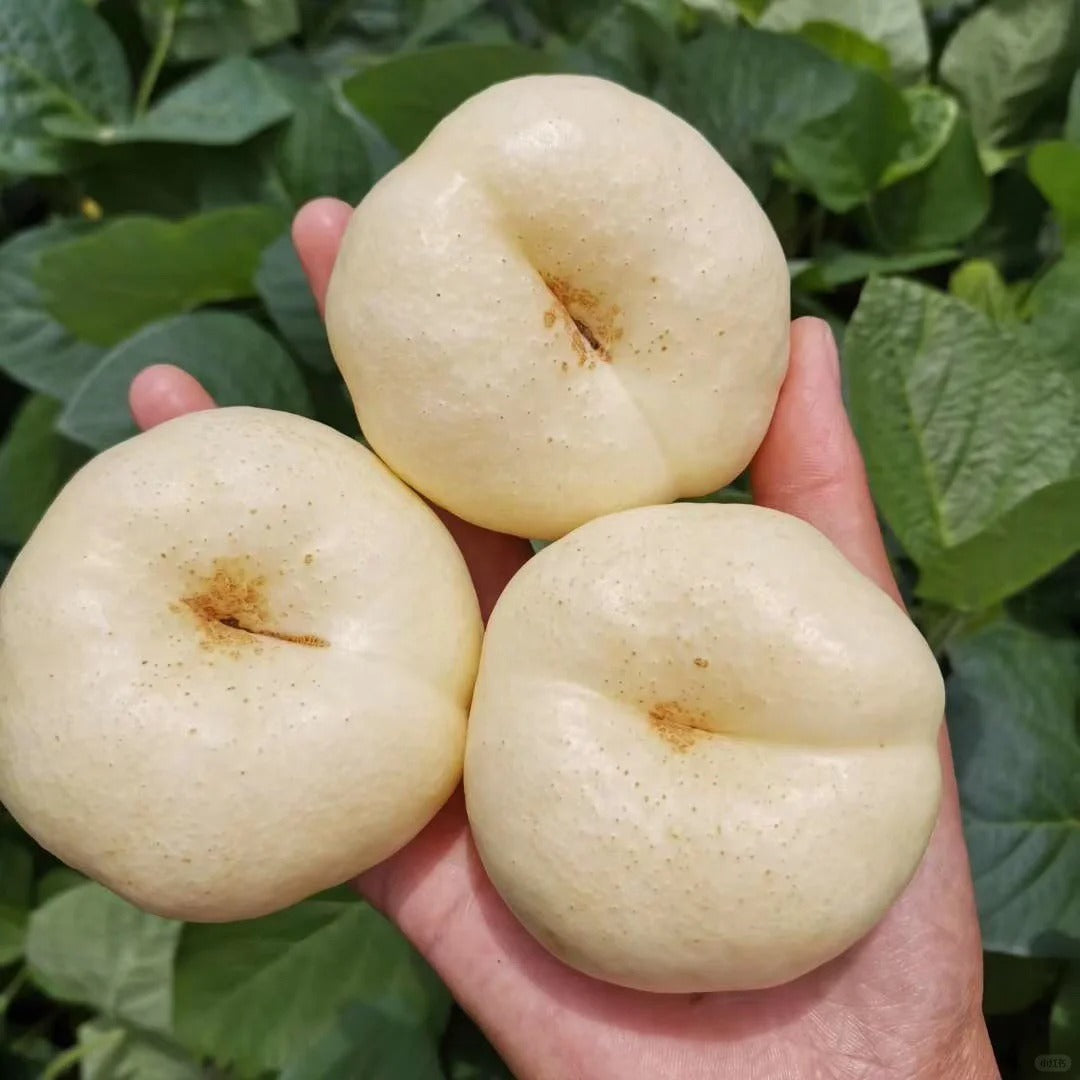 Semillas planas de nectarina