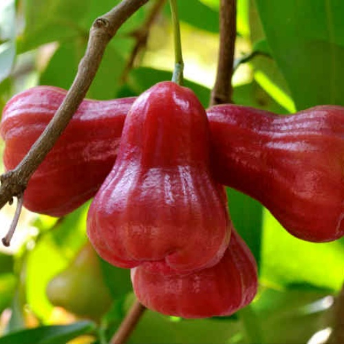 Semillas de fruta de manzana de cera🍹