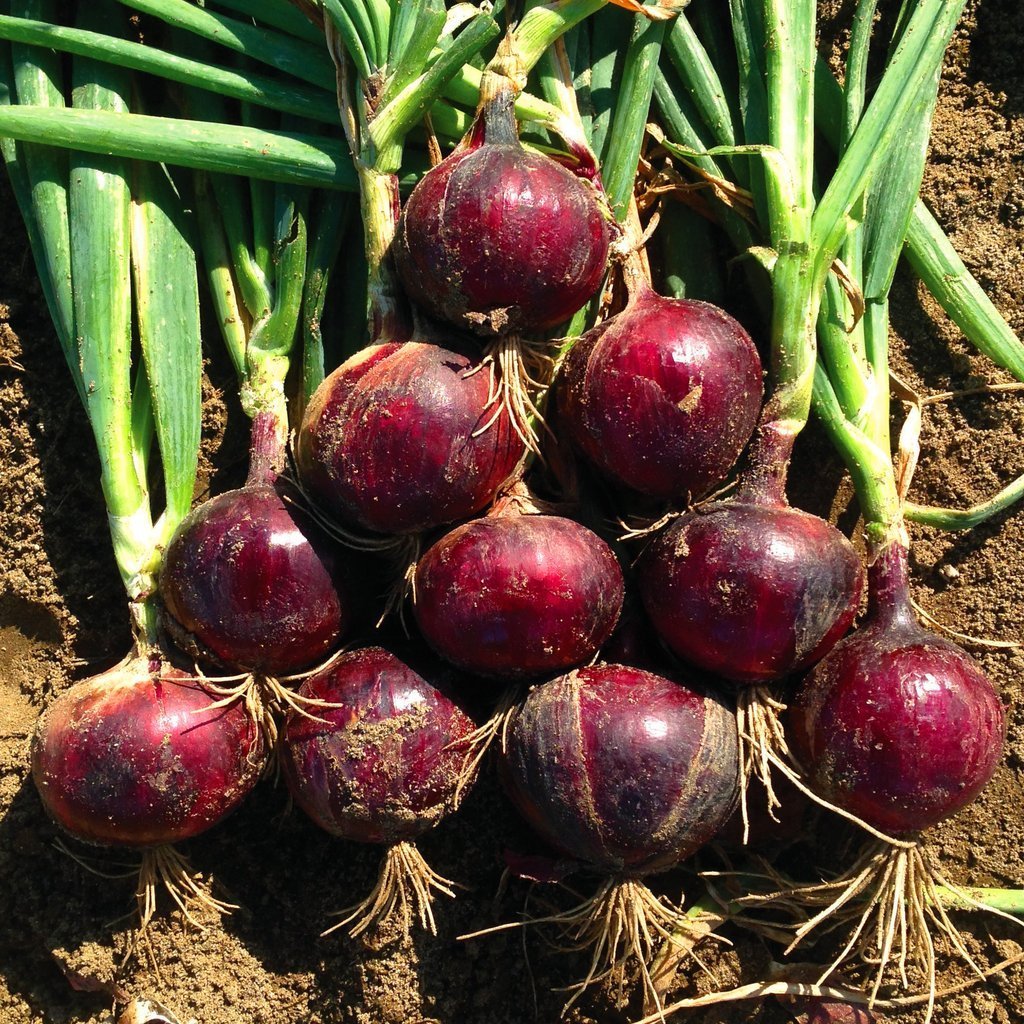 Semillas de cebolla morada de frutas y verduras