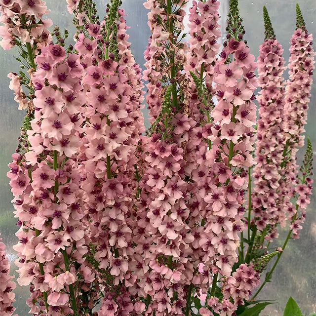 Verbascum Southern Charm Mezclado