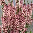 Verbascum Southern Charm Mezclado