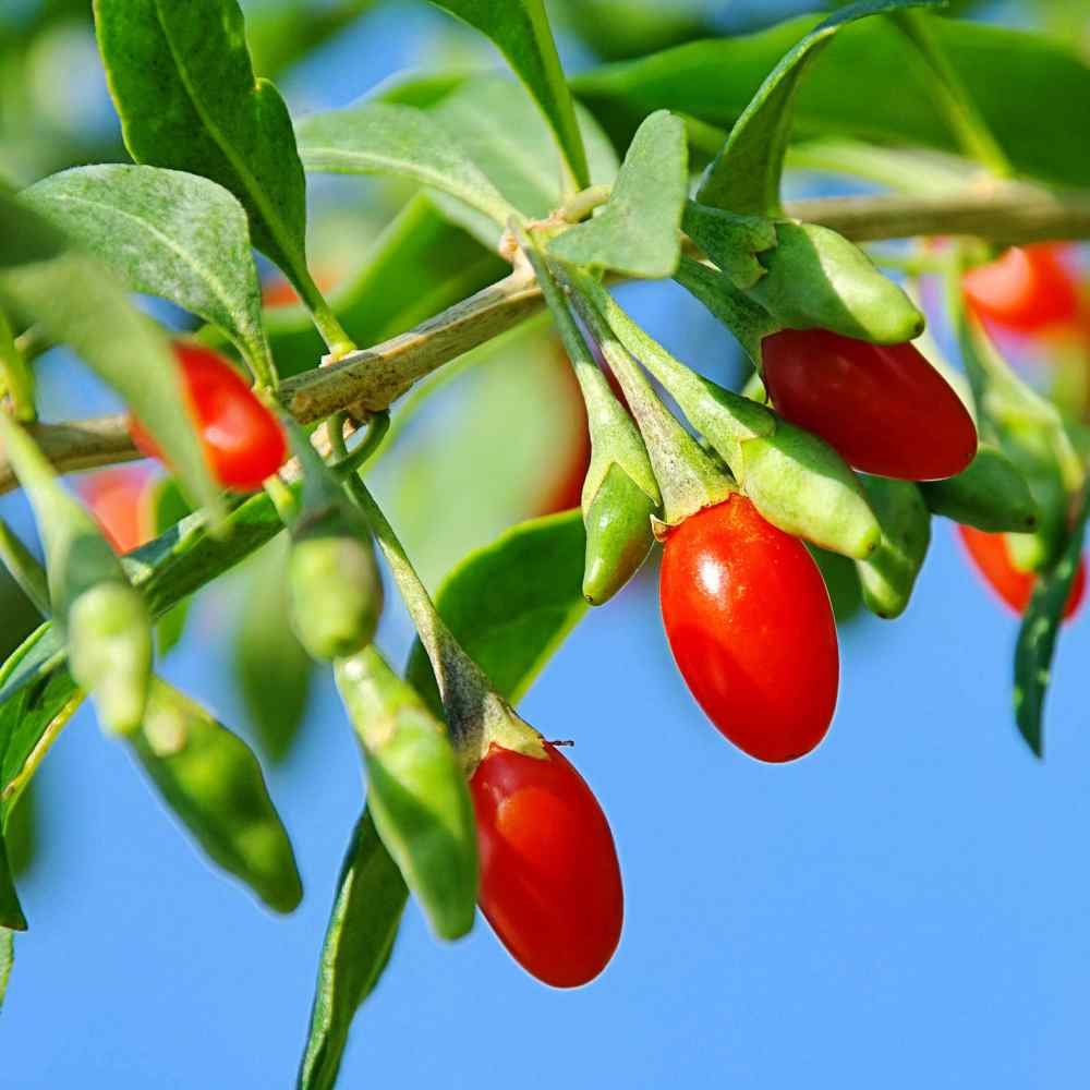 Semillas de goji