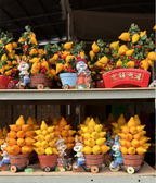 Semillas de Frutas Doradas 💛Cinco Generaciones De Frutas💛