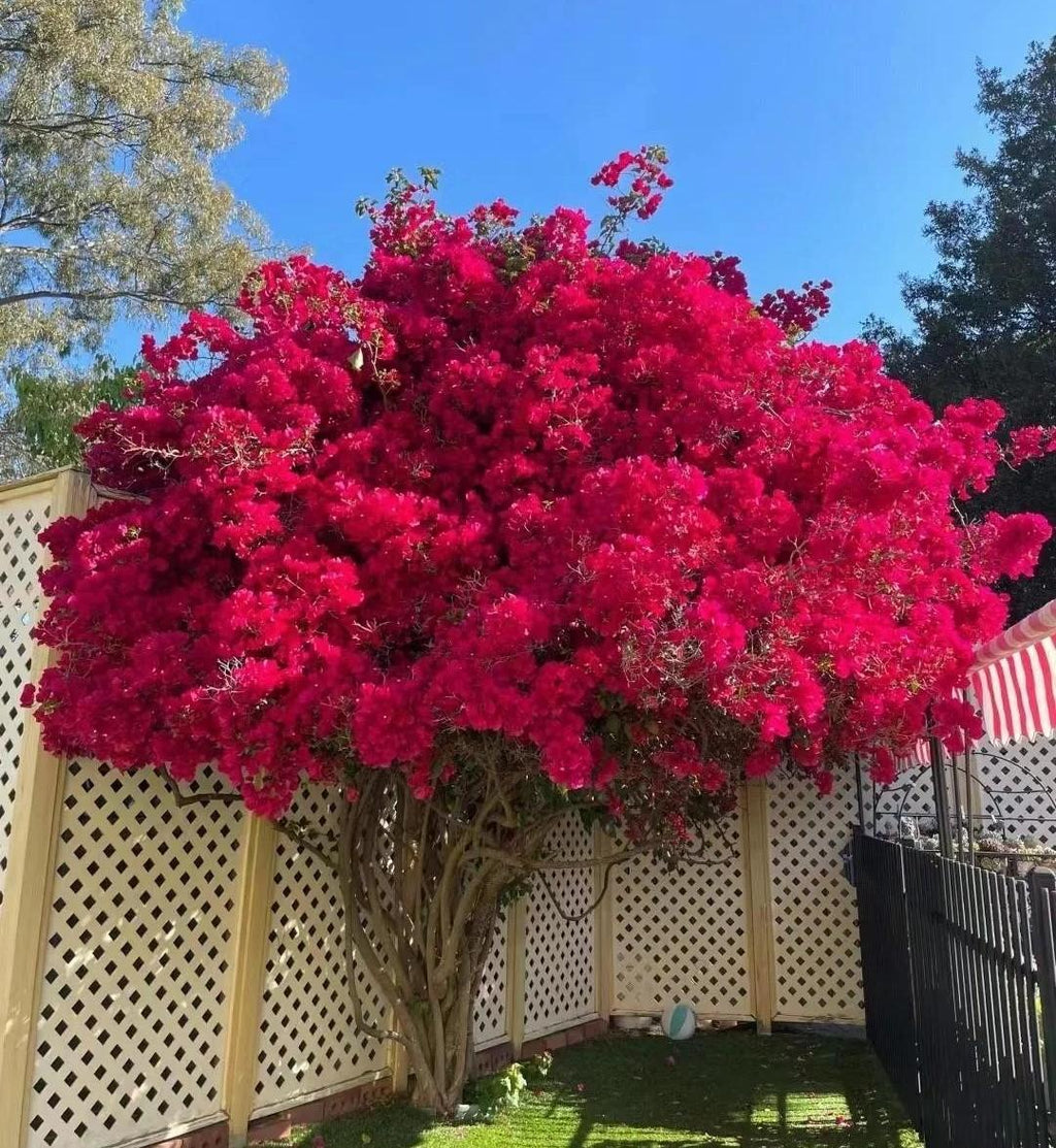 💐Bougainvillea – Easy To Grow And Beautiful