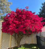 💐Bougainvillea – Easy To Grow And Beautiful