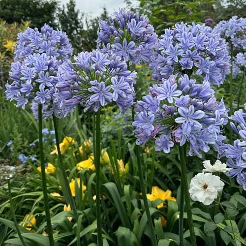 Agapanthus africanus 'Azul'