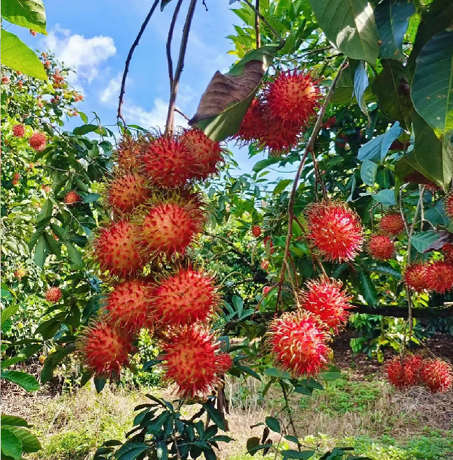 Semillas de fruta de rambután rojo de jardín