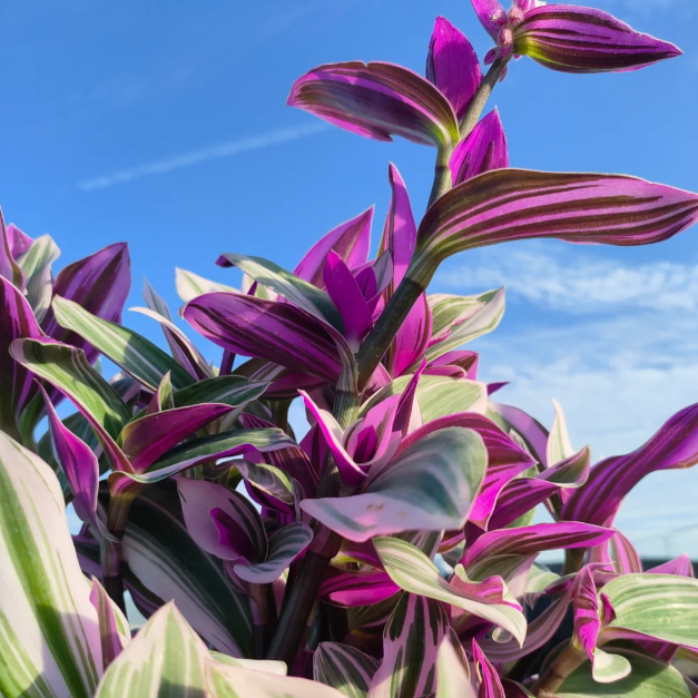 💐Pintura al óleo Orquídea de boda - El judío errante