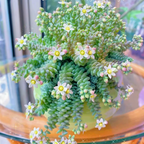 Semillas de Suculentas Raras de Alta Gama - Sedum Dasyphyllum 'Major'