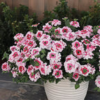 💐Semillas de Verbena de Jardín
