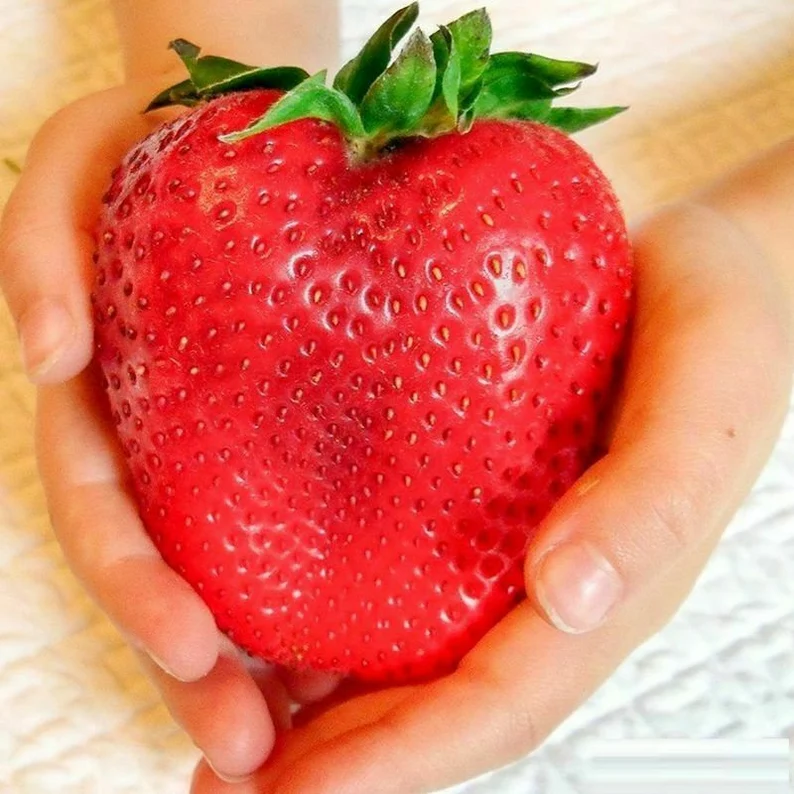 🍓Semillas de fresa súper gigantes
