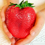 🍓Semillas de fresa súper gigantes