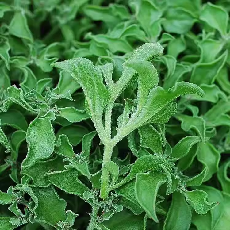 Semillas de planta de hielo de cristal