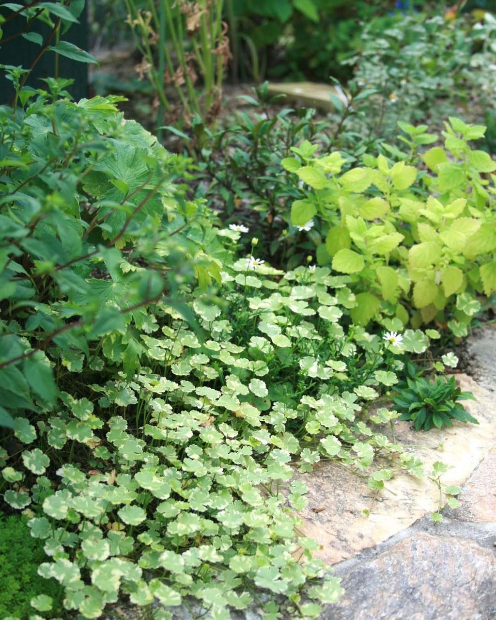 Coriander leaf 'Crystal Candy'