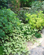 Coriander leaf 'Crystal Candy'