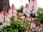 Flor de espuma cohete rosa