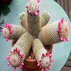 Las semillas de la planta de flor de cactus Mammillaria Matudae