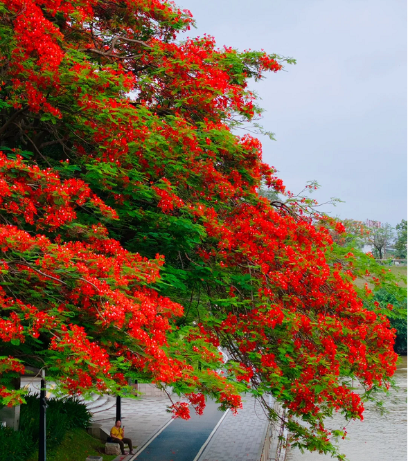 Semillas de Flamboyán
