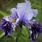 Iris germanica 'Millennium Falcon'