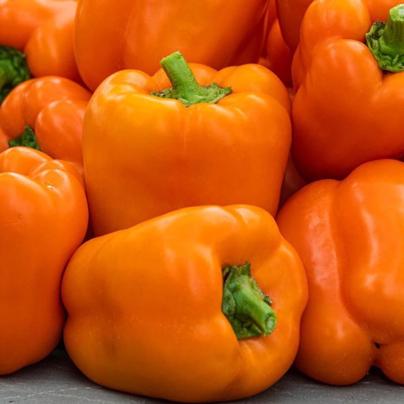 Pimiento Milena F1 Ecológico