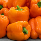 Pimiento Milena F1 Ecológico