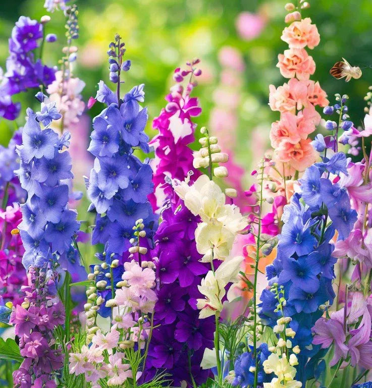 ✨🧑‍🌾Novedades para el jardín de primavera💐Mezcla de delfinio, digital y lupino
