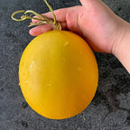 🍈Melón de miel del Río Amarillo