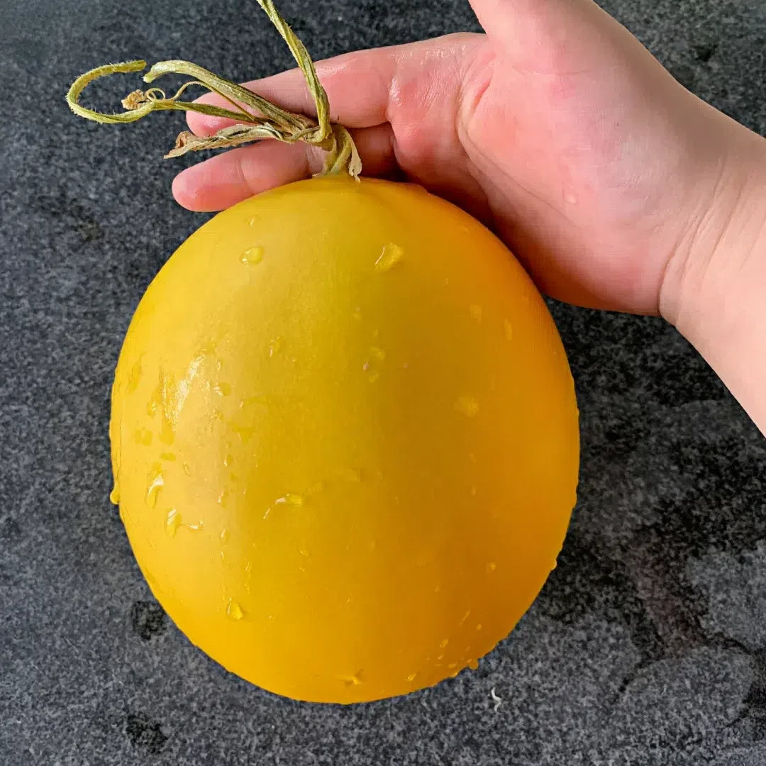 🍈Melón de miel del Río Amarillo