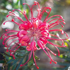 FLOR DE ARAÑA ROSA - GREVILLEA SP. - SEMILLAS DE 'PLANTAS' RARAS